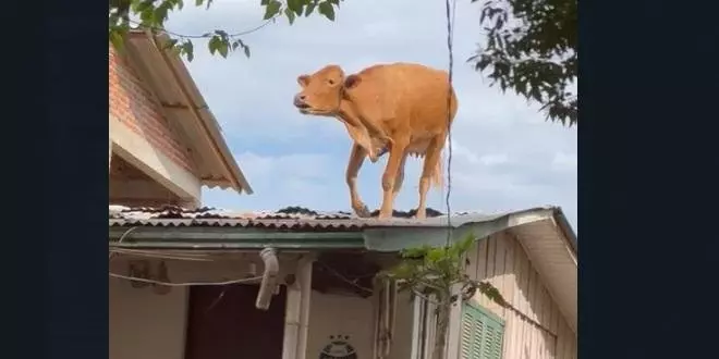 Why Does a Cow on a Roof Feel Like a Warning?